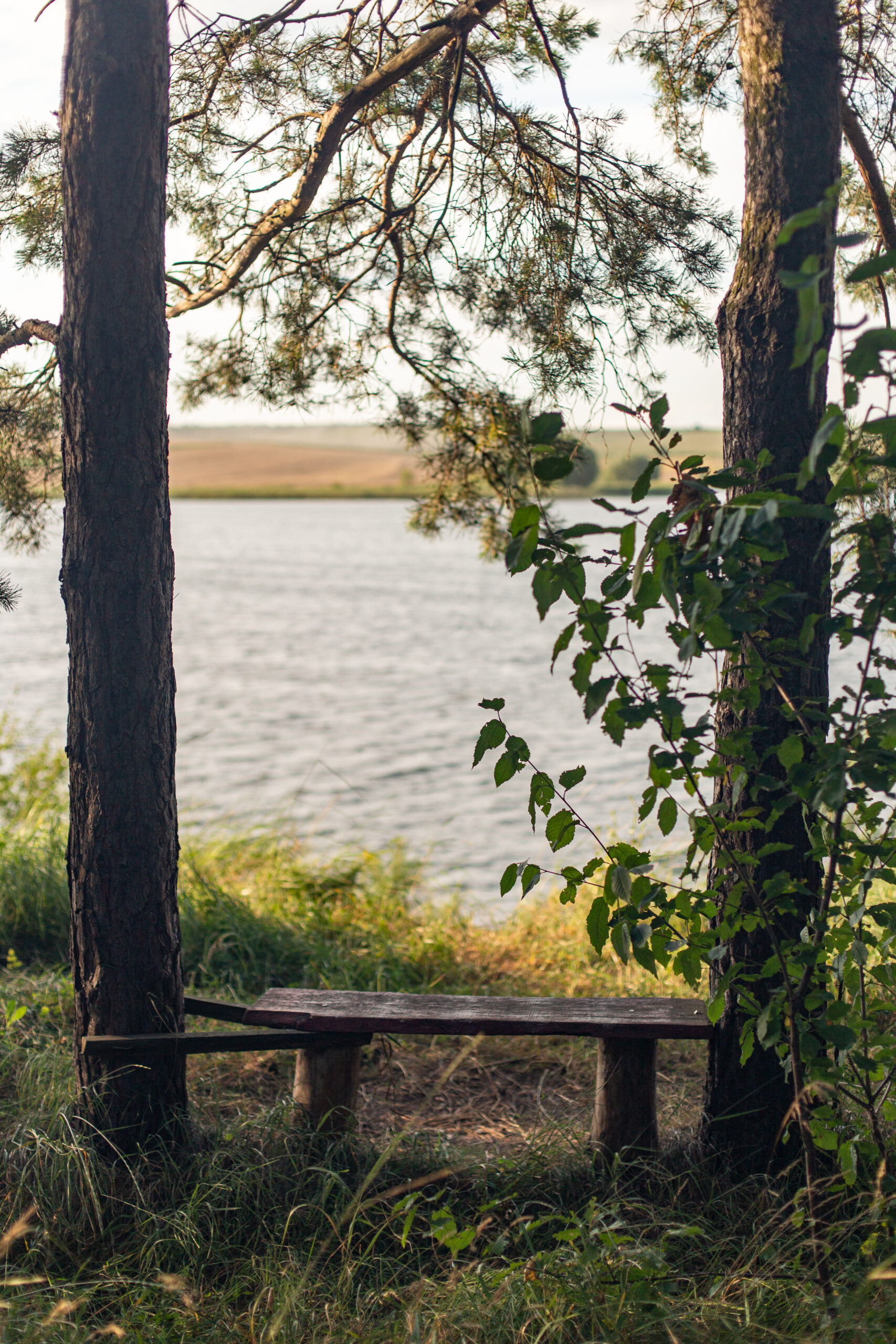 Wooden Bench Surrounded By Trees Side Lake Scaled